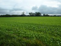 Burgstall gr&uuml;nes Feld (c) pl 2024