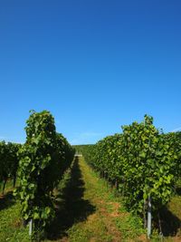 Hessigheim Weinberg Hochformat (c) pl 2024